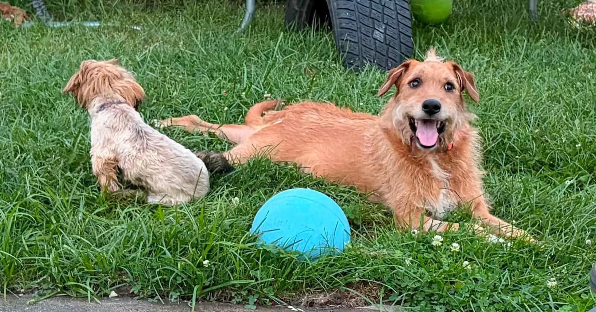 Enlarge Curtis, a Adoptable Terrier in Sterling Heights, MI image 2/4