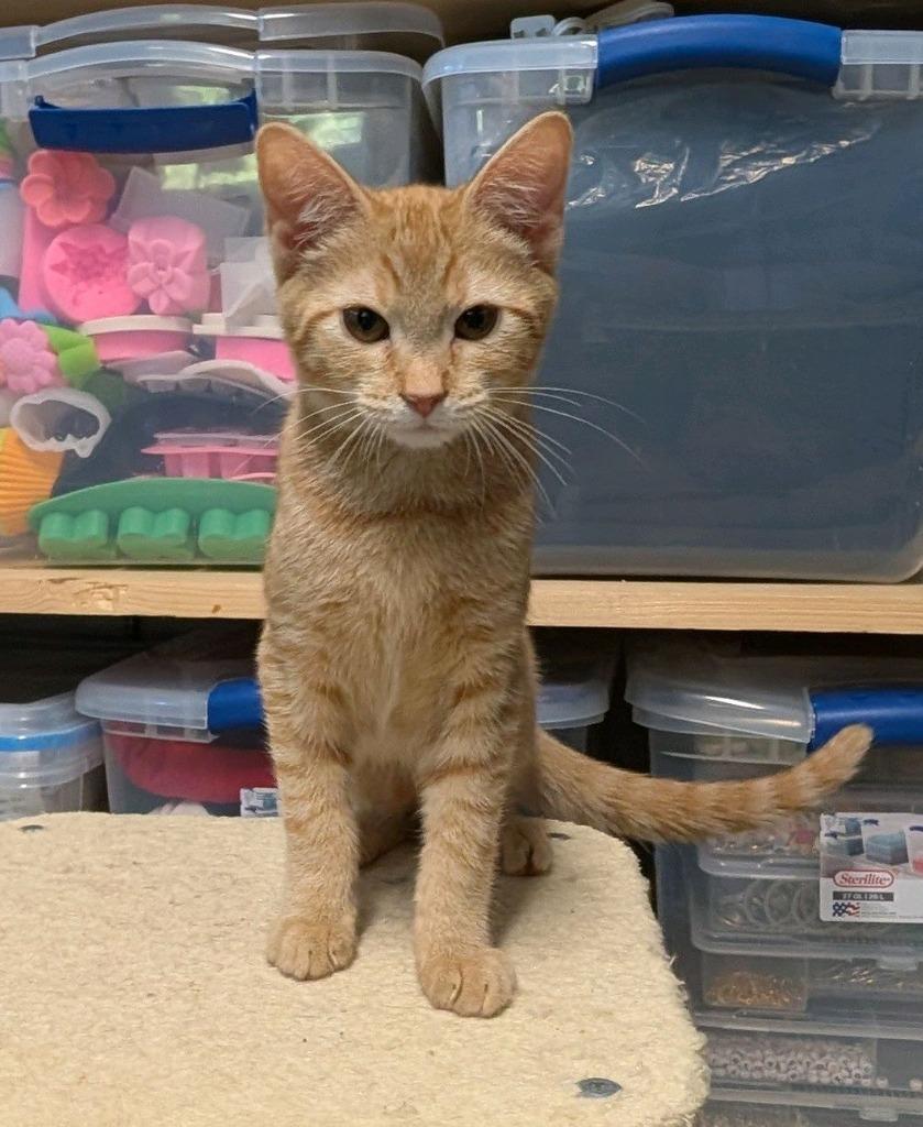 Rozy, a Adoptable mixed breed in Johnson City, TN image 3/6