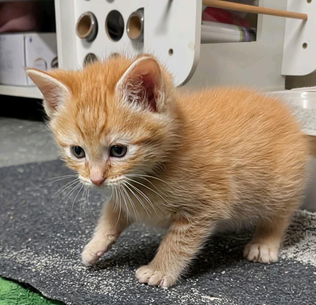 Rozy, a Adoptable mixed breed in Johnson City, TN image 5/6