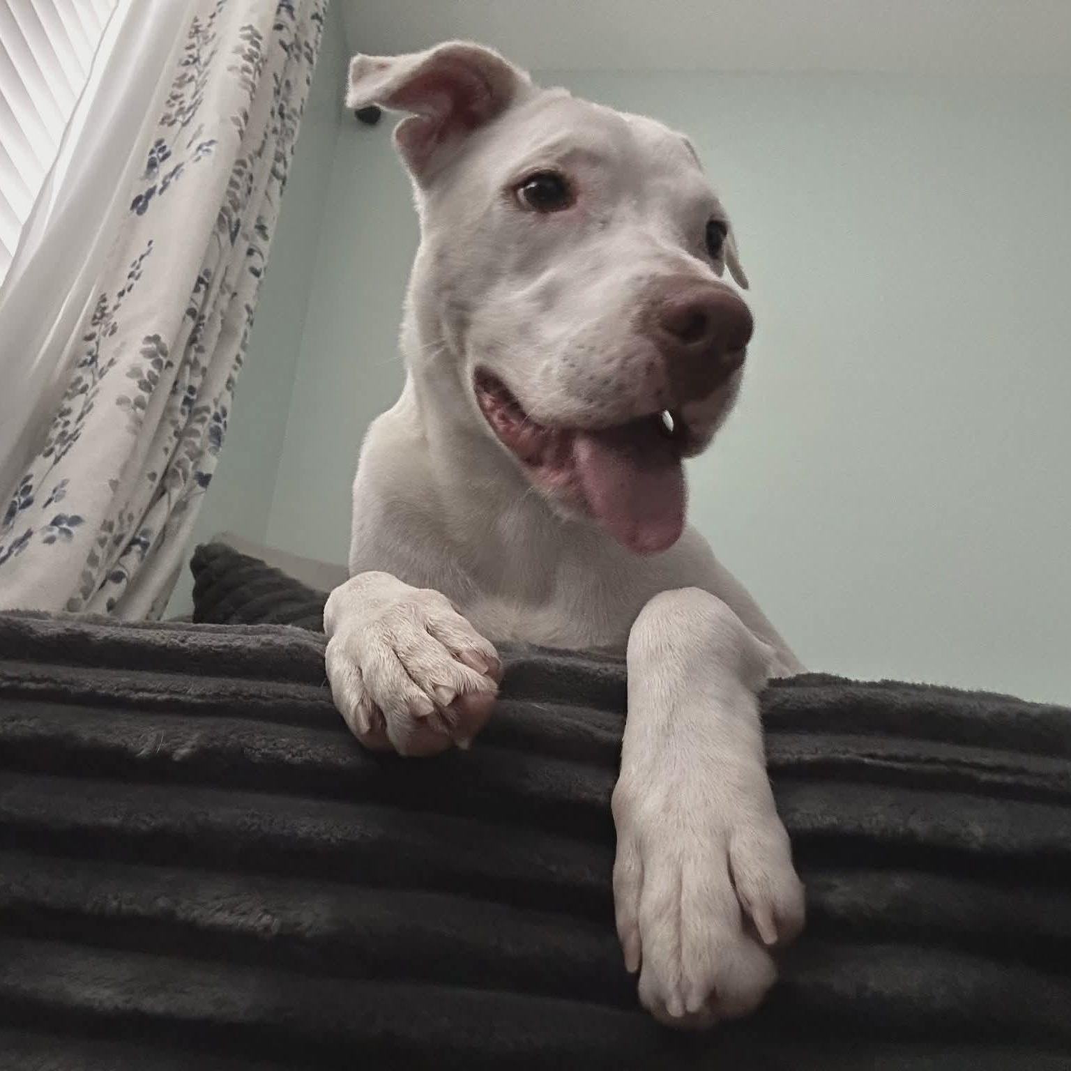 Nova