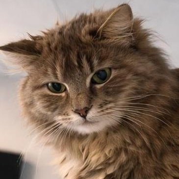 Enlarge Eira, a Adoptable Domestic Long Hair in LATHAM, NY image 2/6