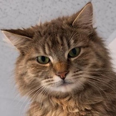 Enlarge Eira, a Adoptable Domestic Long Hair in LATHAM, NY image 3/6