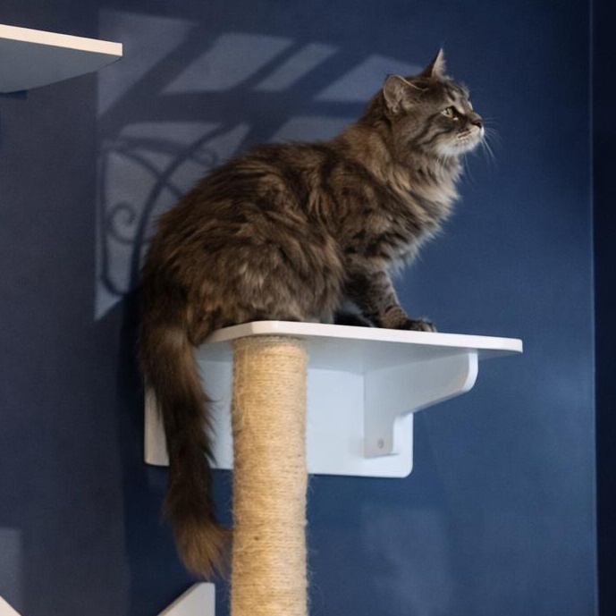 Enlarge Eira, a Adoptable Domestic Long Hair in LATHAM, NY image 5/6