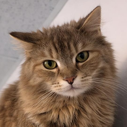 Enlarge Eira, a Adoptable Domestic Long Hair in LATHAM, NY image 4/6
