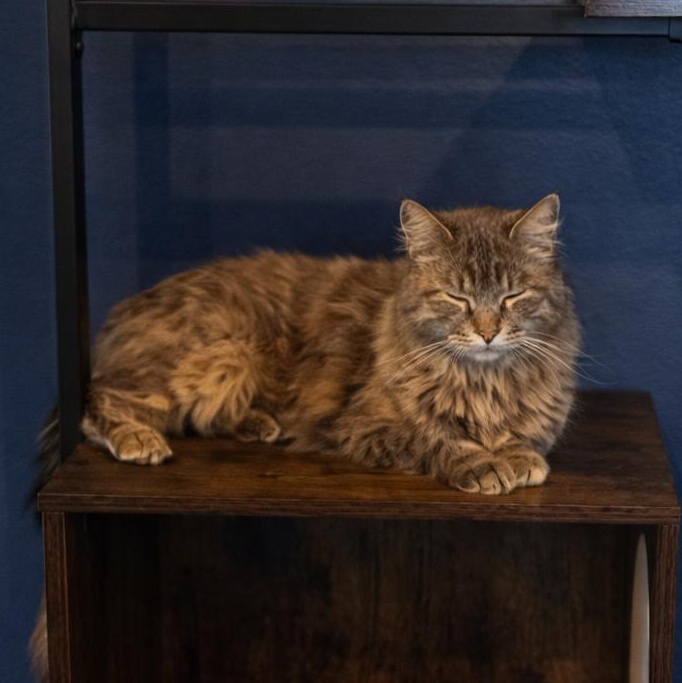 Enlarge Eira, a Adoptable Domestic Long Hair in LATHAM, NY image 6/6