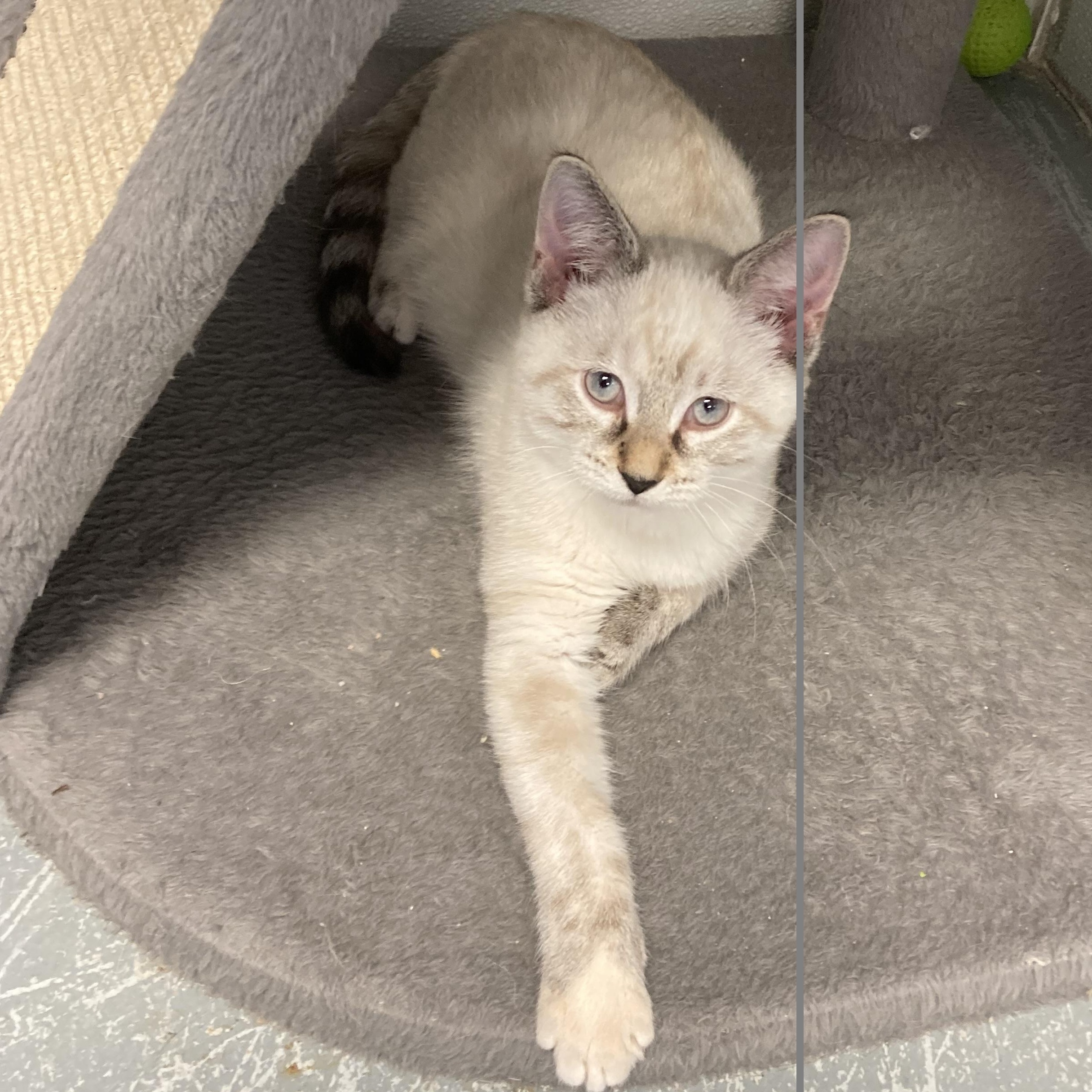 MYSTIC, Adopted, Kitten Female Siamese & Domestic Medium Hair.