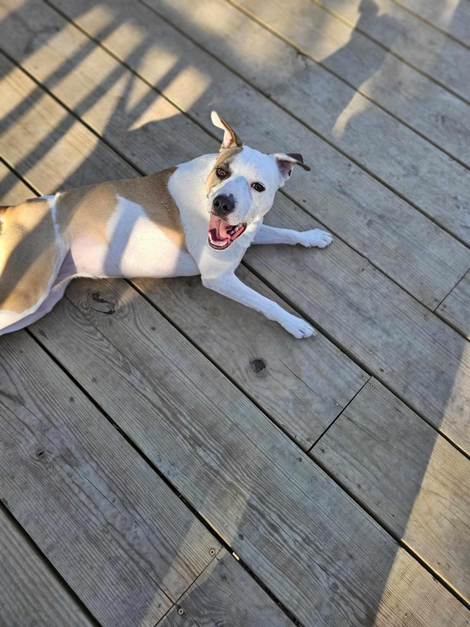 Baby, a Adoptable mixed breed in Albany, NY image 5/6