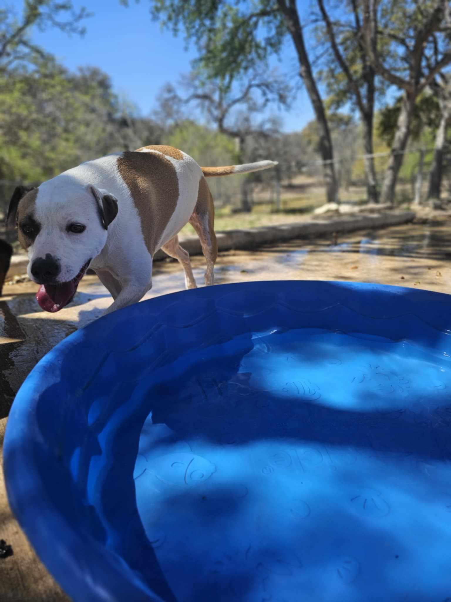 Baby, a Adoptable mixed breed in Albany, NY image 6/6