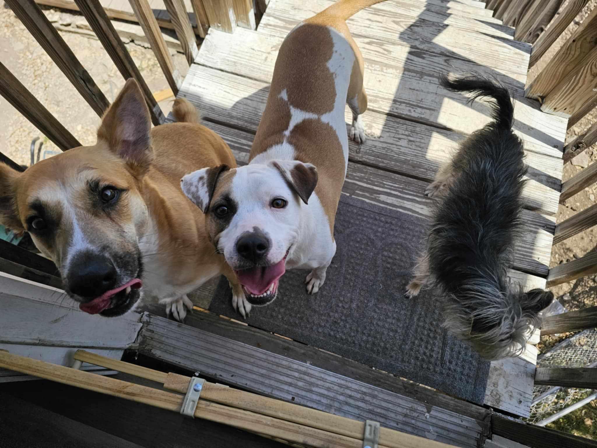 Baby, a Adoptable mixed breed in Albany, NY image 3/6