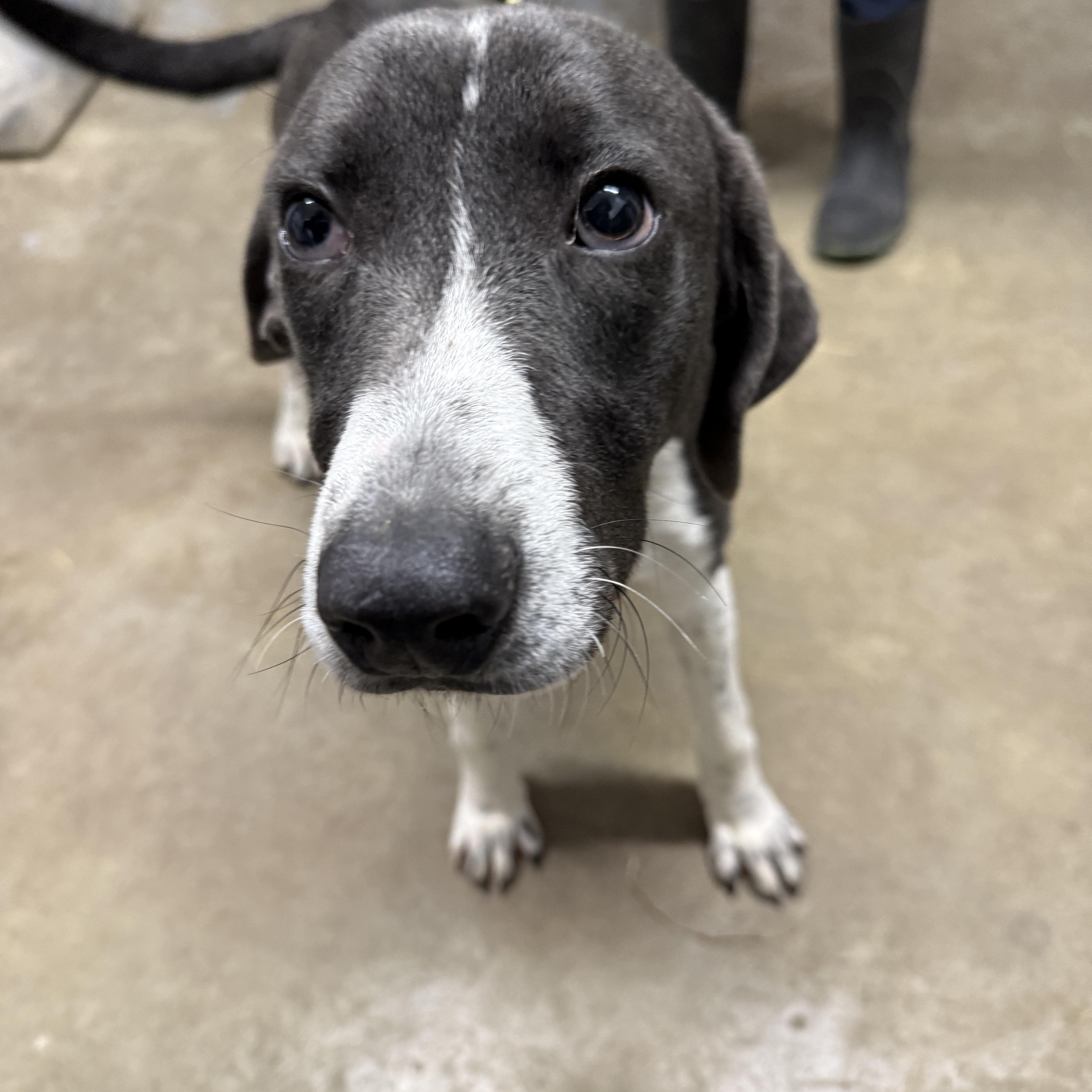 Enlarge Polar, a Adoptable mixed breed in Lewisburg, TN image 1/2