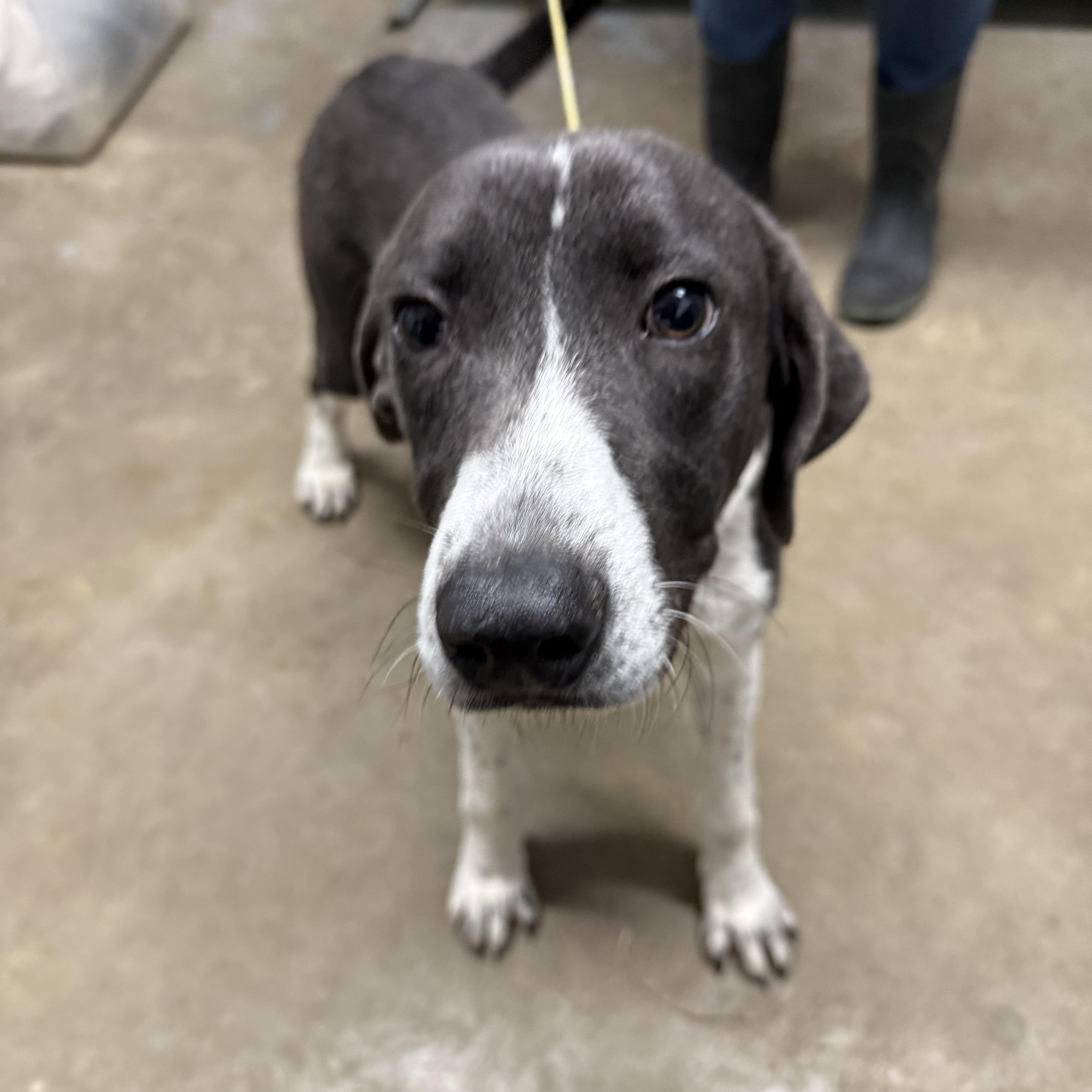 Enlarge Polar, a Adoptable mixed breed in Lewisburg, TN image 2/2