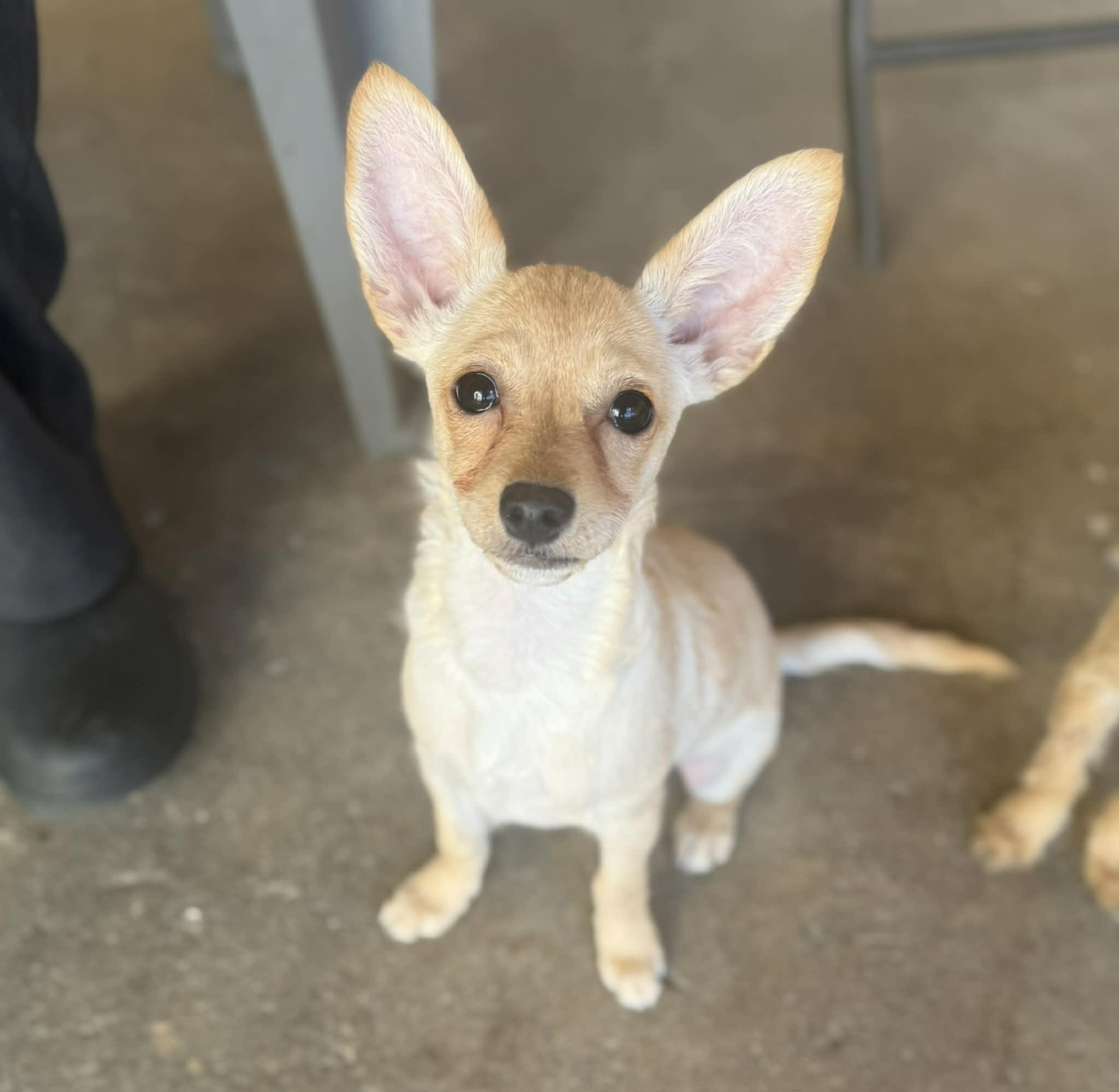 April, ADOPTABLE, Puppy Female Chihuahua & Poodle (Toy).