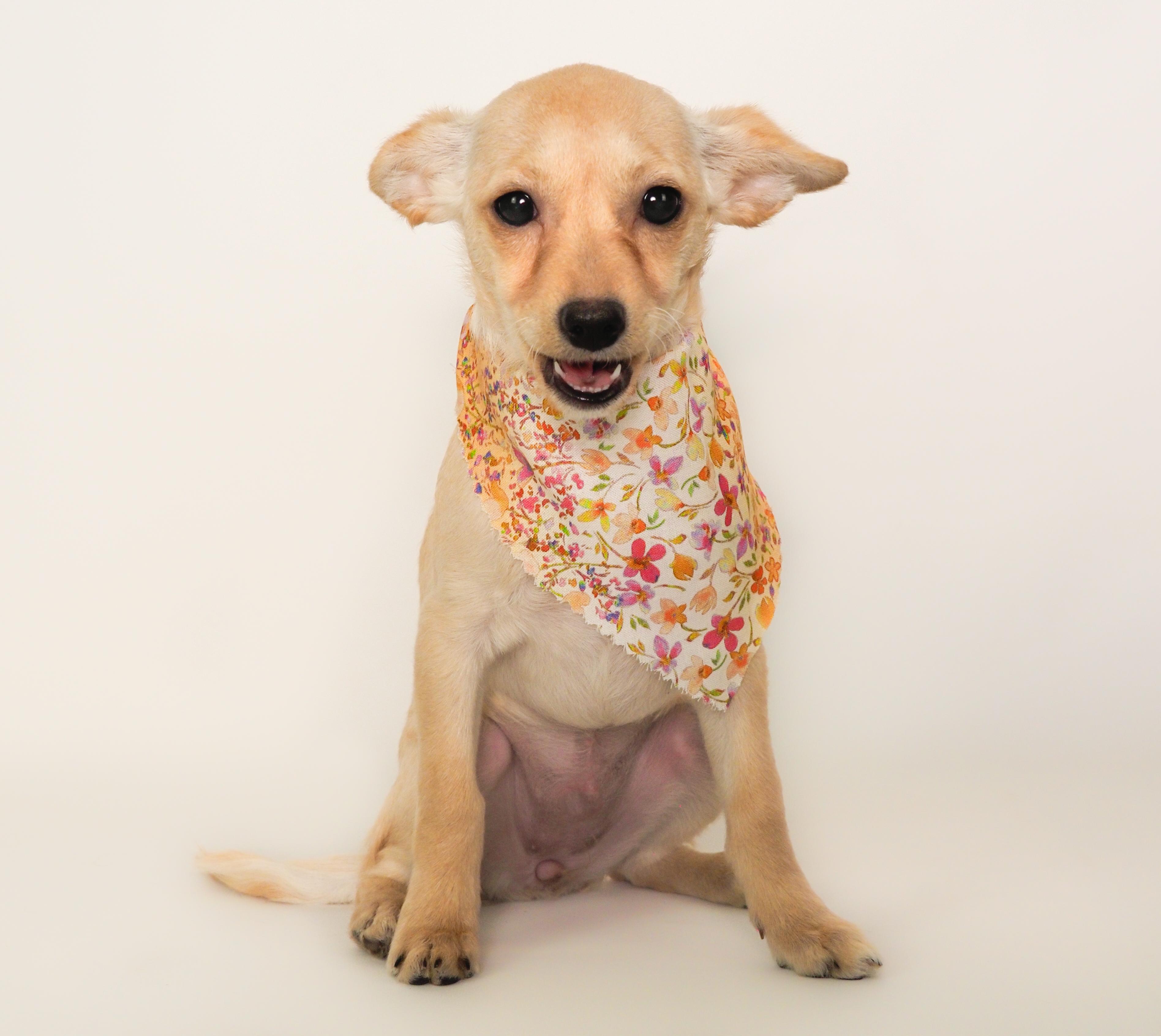 April, a ADOPTABLE mixed breed in PHOENIX, AZ image 1/5
