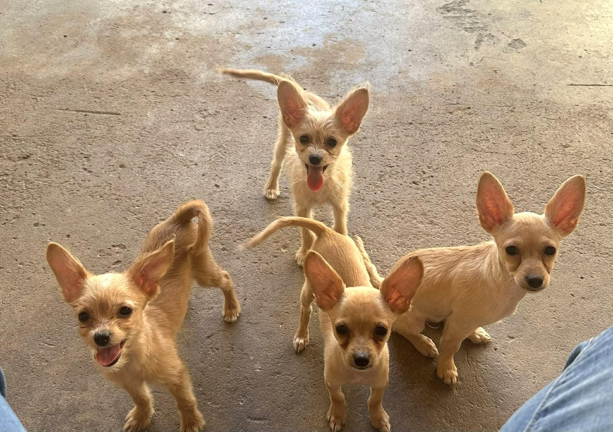 April, a ADOPTABLE mixed breed in PHOENIX, AZ image 3/5