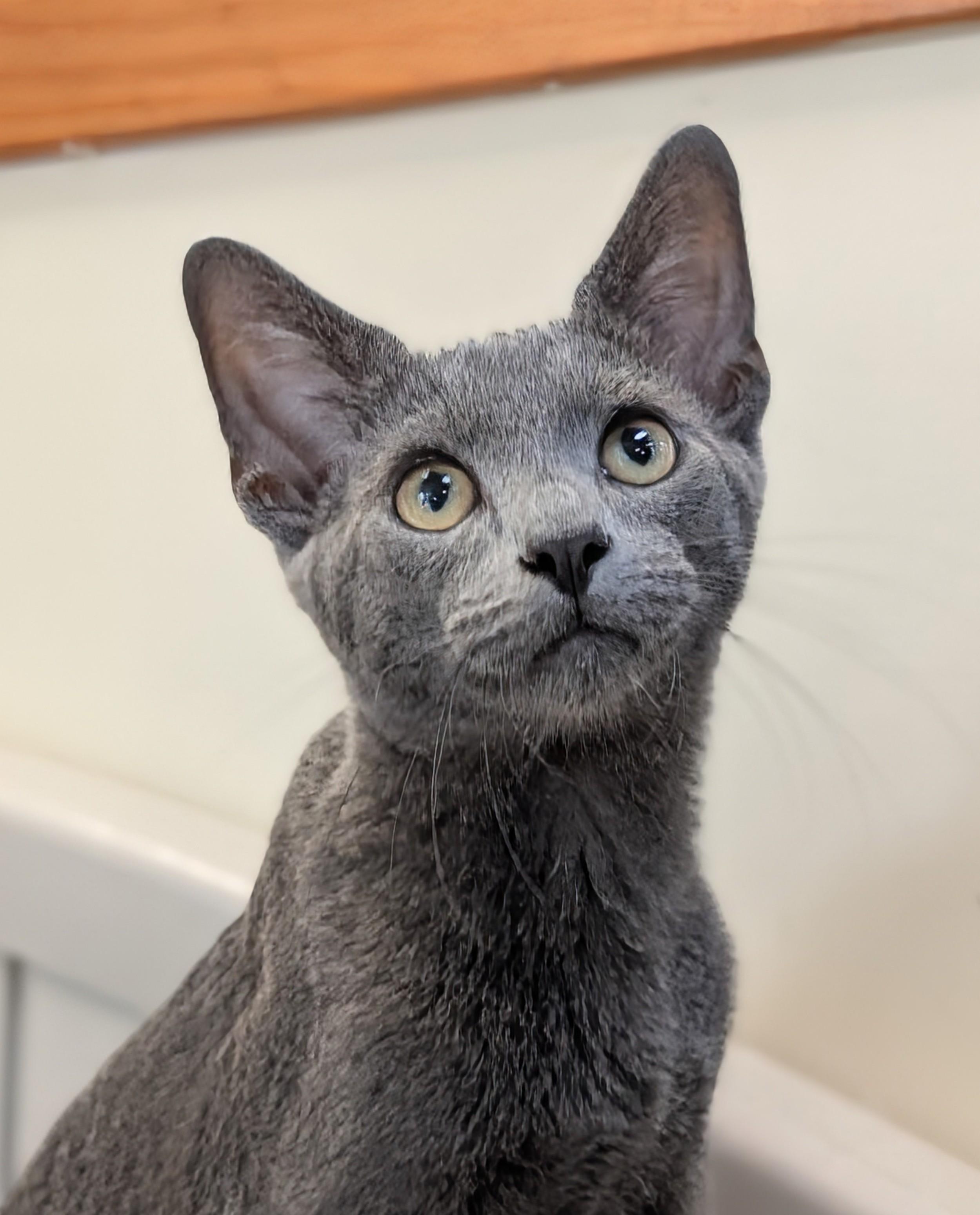 Enlarge Gary, a Adoptable Domestic Short Hair in Decatur, IL image 1/1