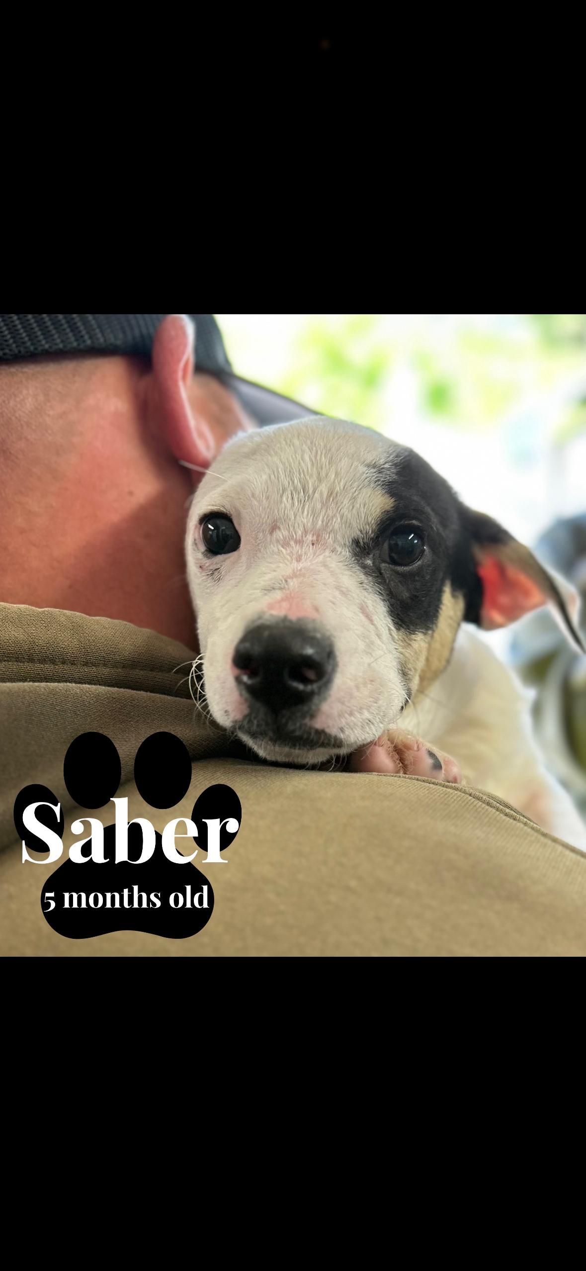Saber, Adoptable, Young Male Chihuahua.