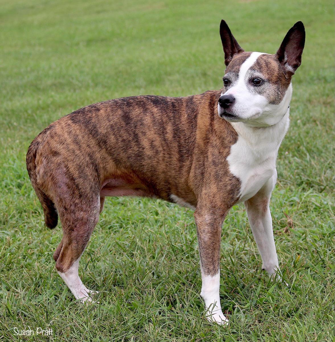 Milkshake, Adoptable, Senior Female Mixed Breed.