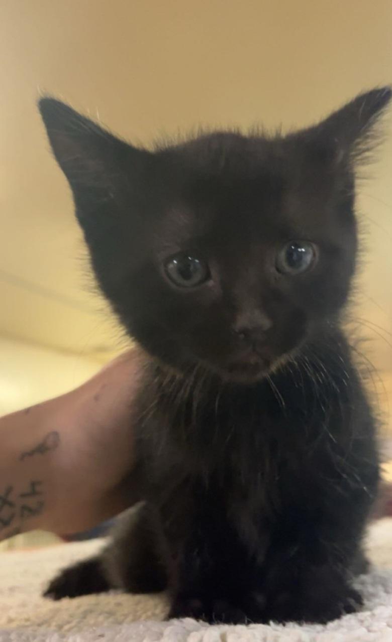 K-6 Wednesday , adopted, Kitten Female Domestic Short Hair.