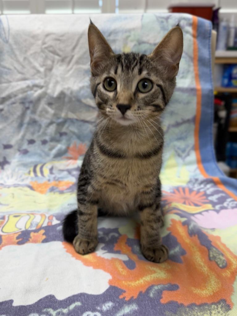 Enlarge Rummy, a Adoptable mixed breed in Vacaville, CA image 1/1