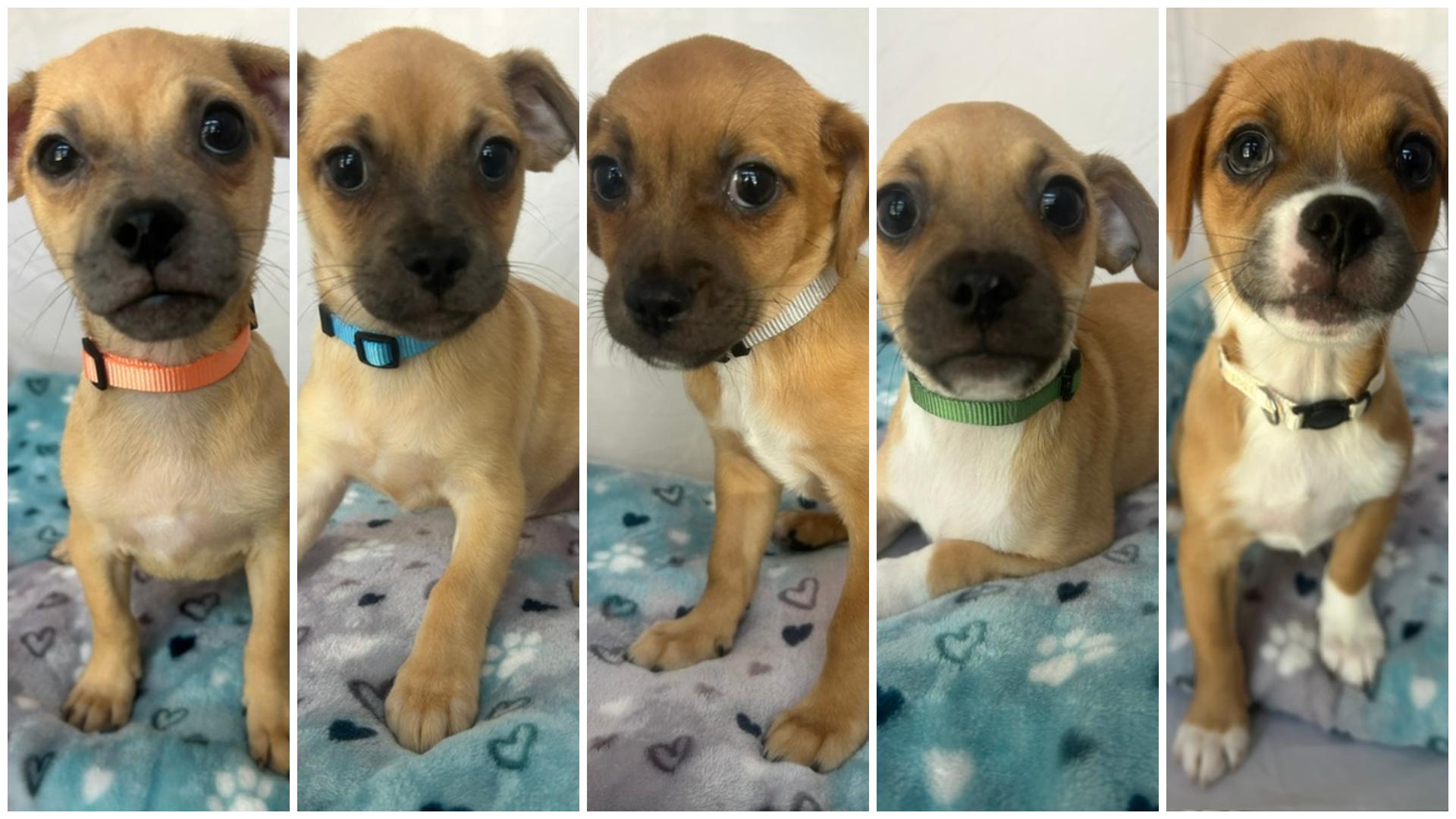 THE BACKSTREET BOYS, Adoptable, Puppy Male Pug.