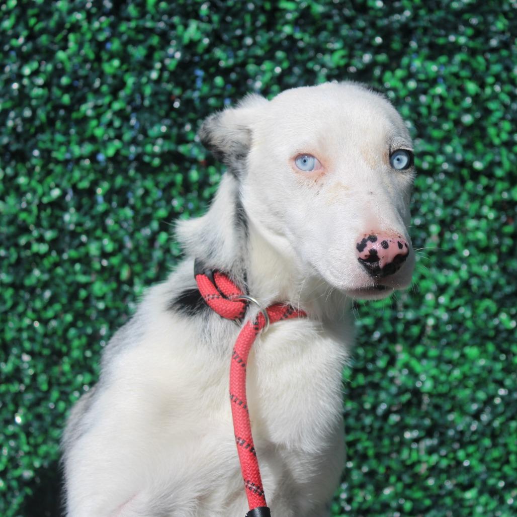 Casper, Adoptable, Adult Male Australian Shepherd & Mixed Breed.