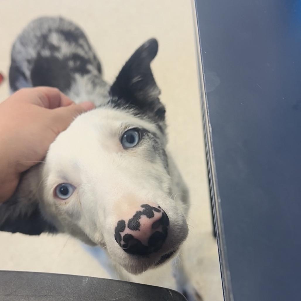 Enlarge Casper, a Adoptable mixed breed in Murray, UT image 2/3