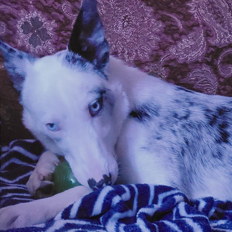 Enlarge Casper, a Adoptable mixed breed in Murray, UT image 3/3