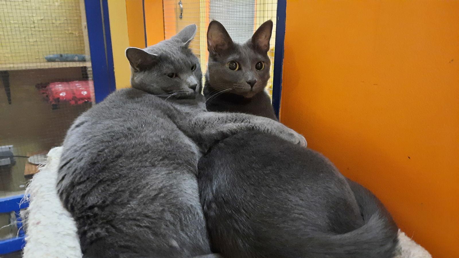 Enlarge Ramona, a Adoptable Domestic Short Hair in Blasdell, NY image 1/2