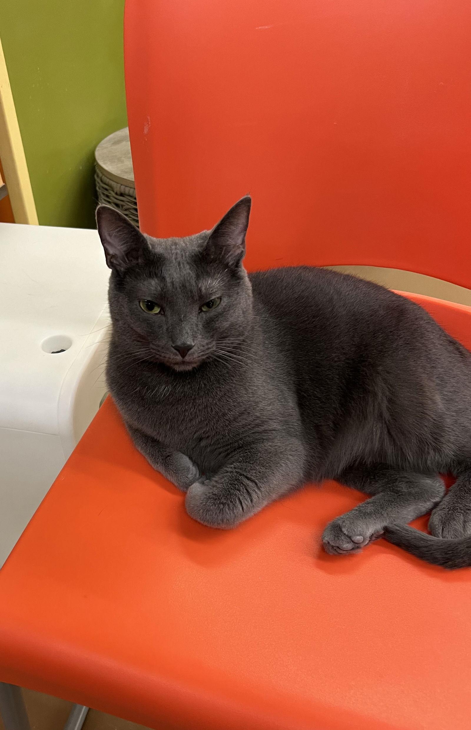 Enlarge Ramona, a Adoptable Domestic Short Hair in Blasdell, NY image 2/2