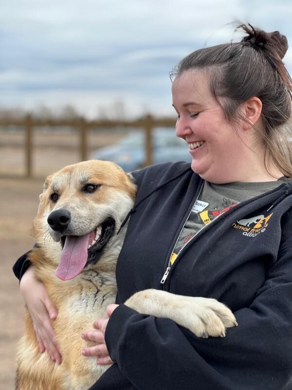 Bobby, Adoptable, Adult Male Great Pyrenees & German Shepherd Dog.