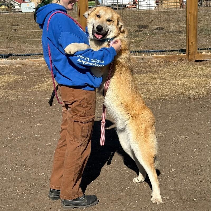 Enlarge Bobby, a Adoptable mixed breed in Fort Collins, CO image 2/6
