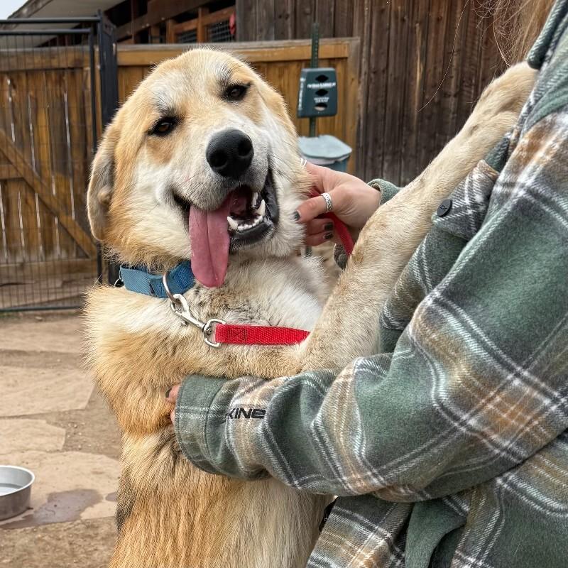 Enlarge Bobby, a Adoptable mixed breed in Fort Collins, CO image 3/6