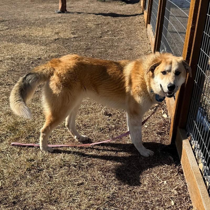 Enlarge Bobby, a Adoptable mixed breed in Fort Collins, CO image 6/6