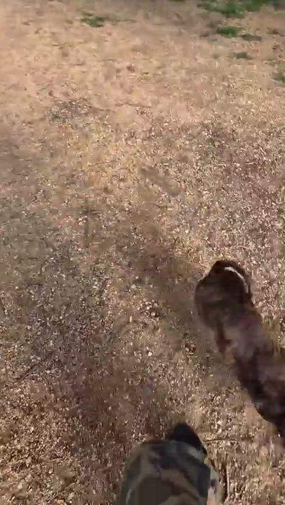 Enlarge Poppy, a Adoptable mixed breed in Madison , WI video 2/6