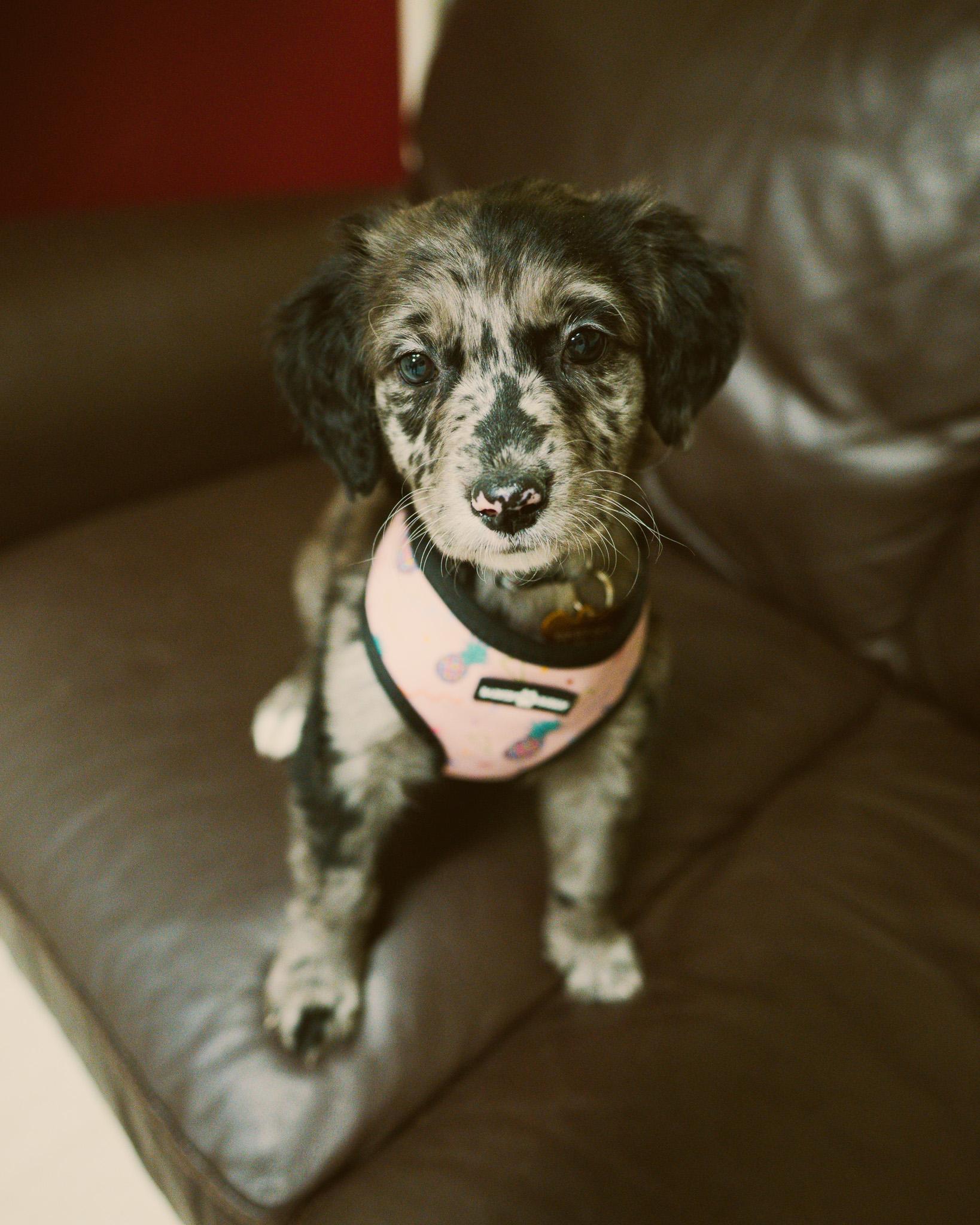 Enlarge Winnie, an adopted Aussiedoodle in Cincinnati, OH image 3/4