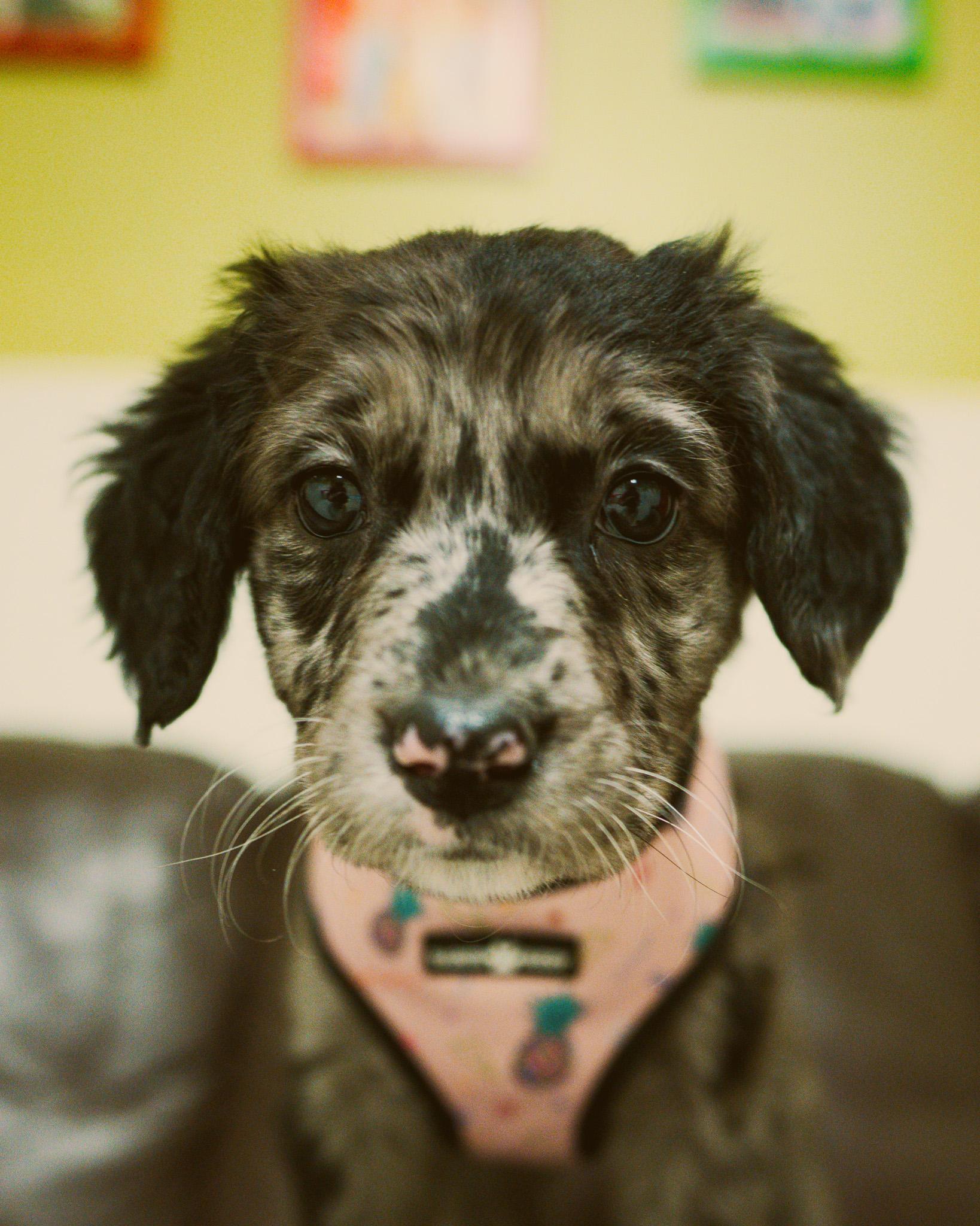 Winnie, adopted, Puppy Female Aussiedoodle.