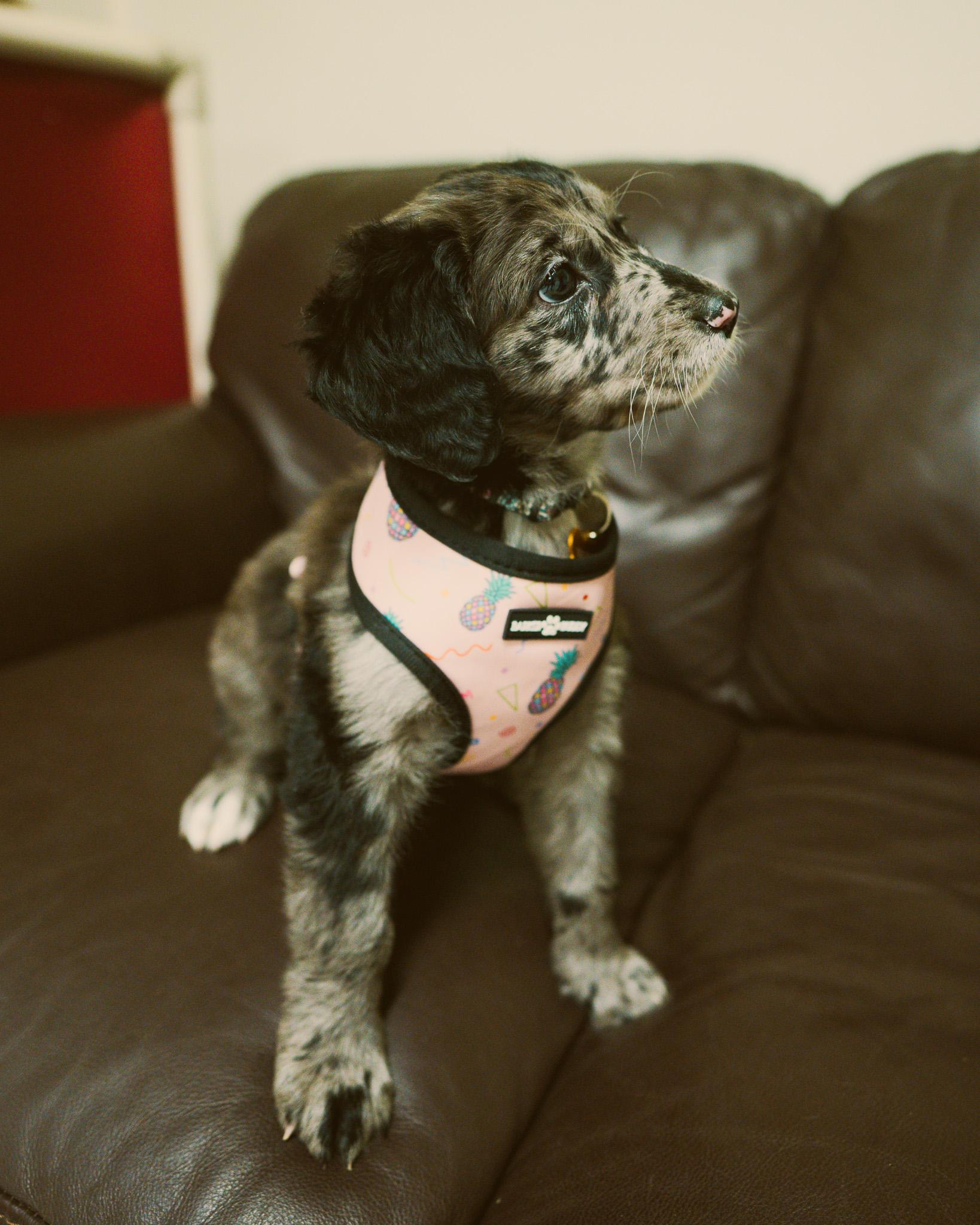 Enlarge Winnie, an adopted Aussiedoodle in Cincinnati, OH image 4/4