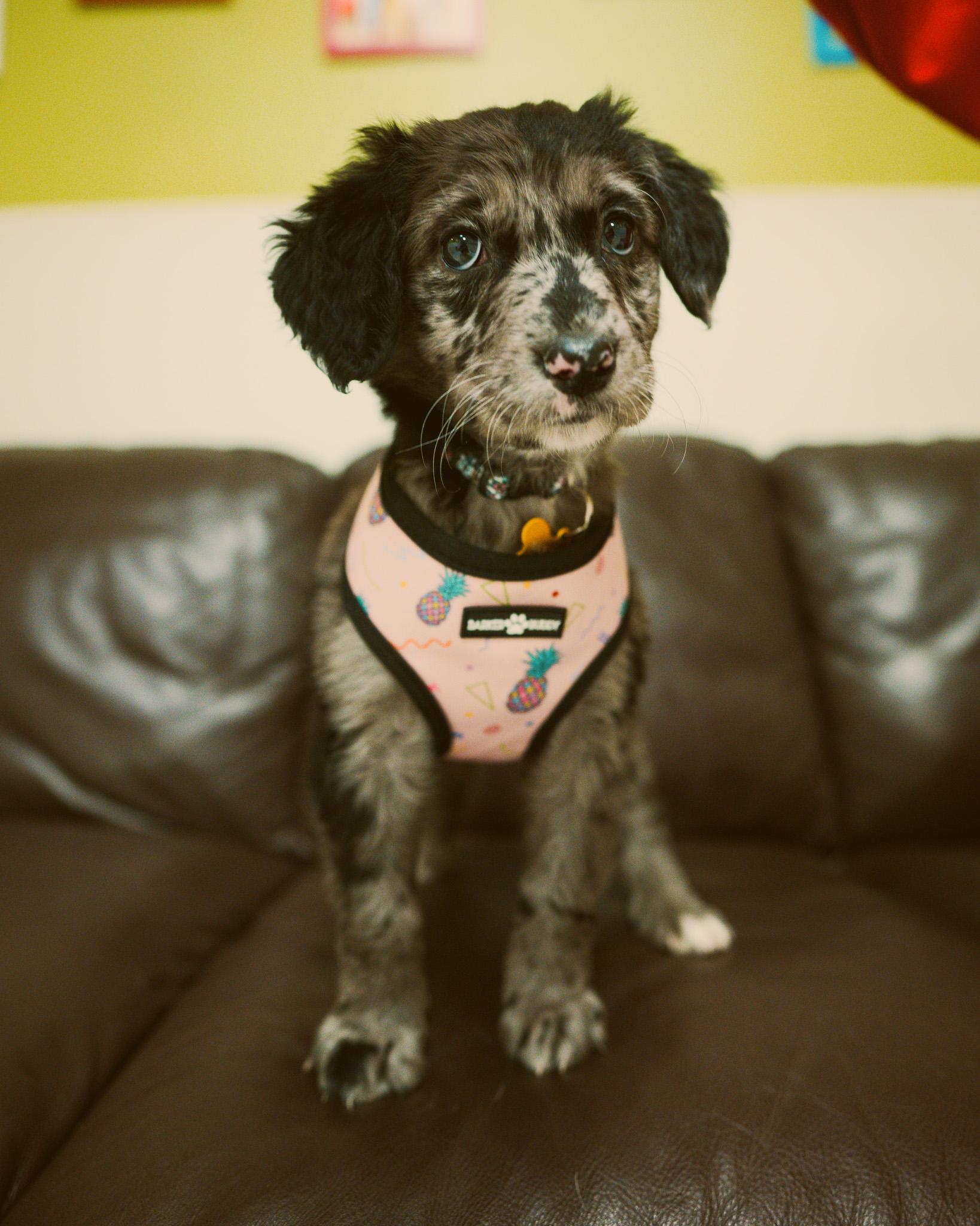 Enlarge Winnie, an adopted Aussiedoodle in Cincinnati, OH image 2/4