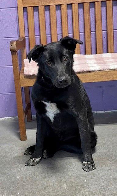 **BRAVO**, Adoptable, Young Male Labrador Retriever & Shepherd.