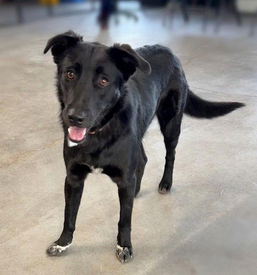 Enlarge **BRAVO**, a Adoptable mixed breed in North Prairie, WI image 2/3