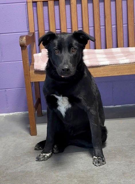 Enlarge **BRAVO**, a Adoptable mixed breed in North Prairie, WI image 3/3