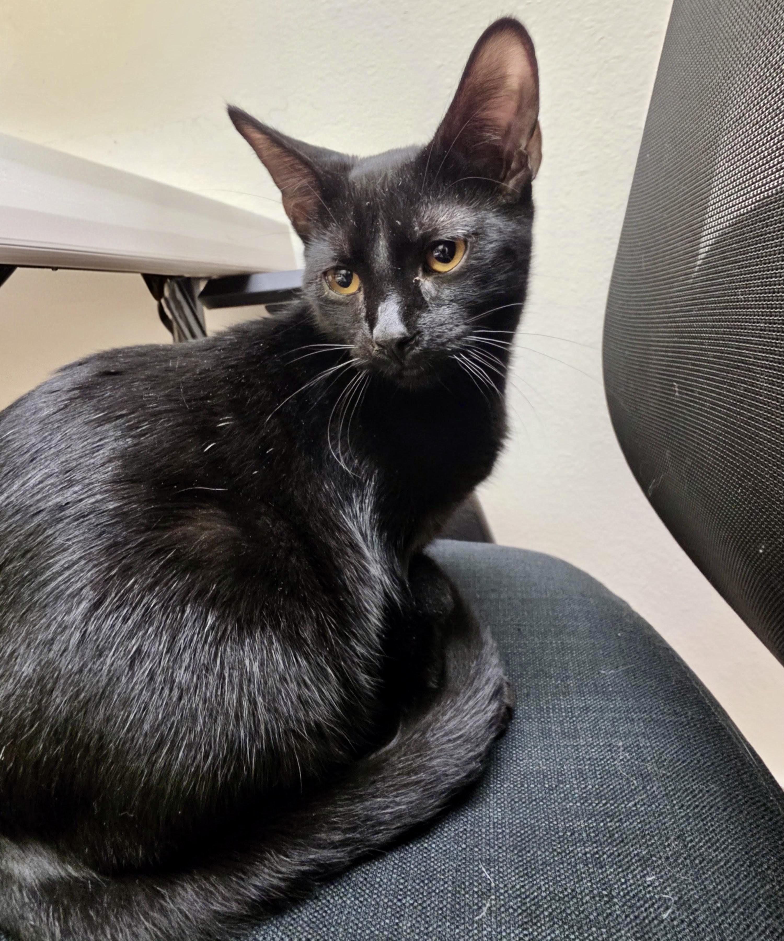 Enlarge Remi, a Adoptable mixed breed in Pocatello, ID image 2/4