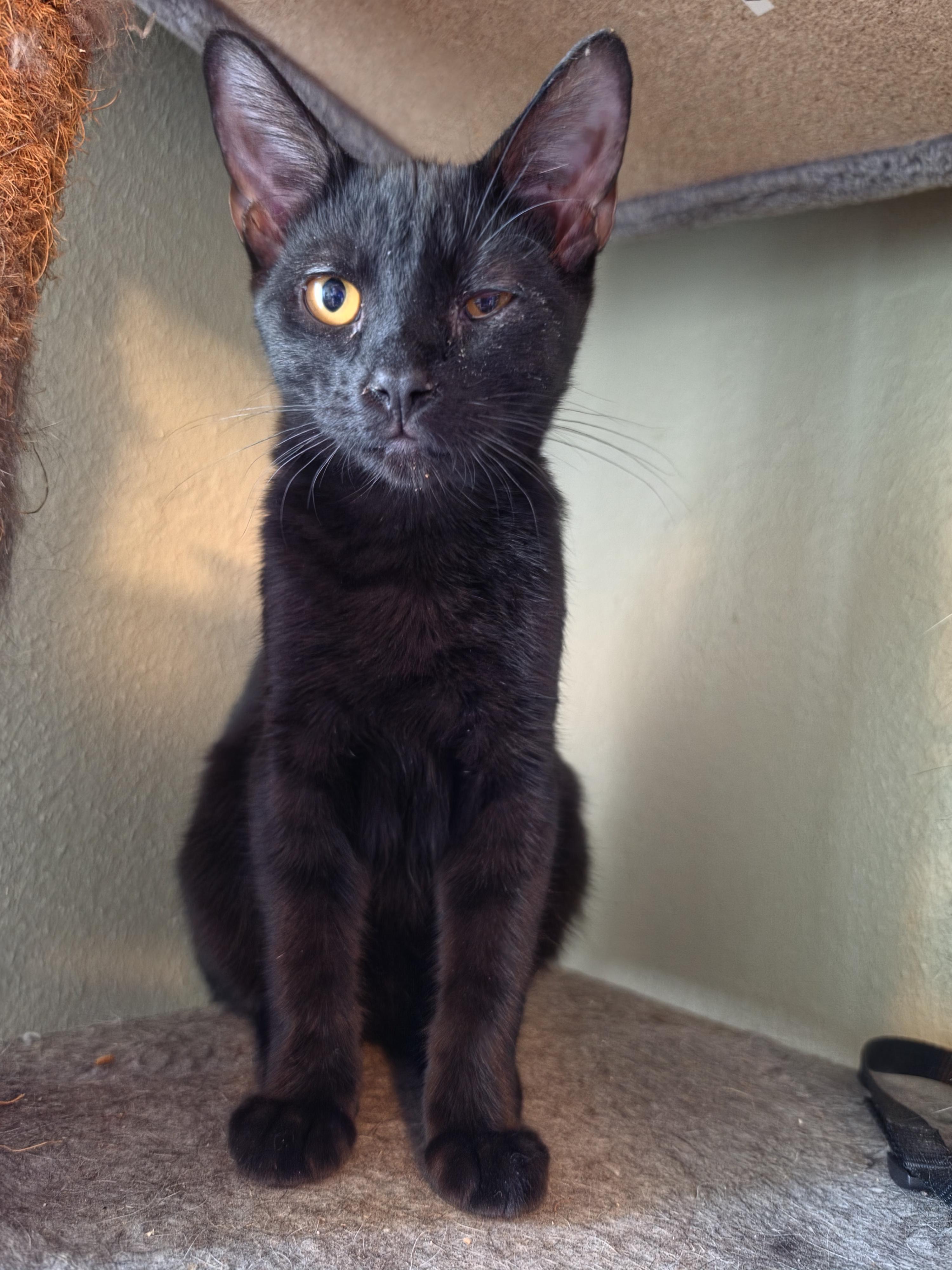 Remi, Adoptable, Kitten Female Domestic Short Hair.
