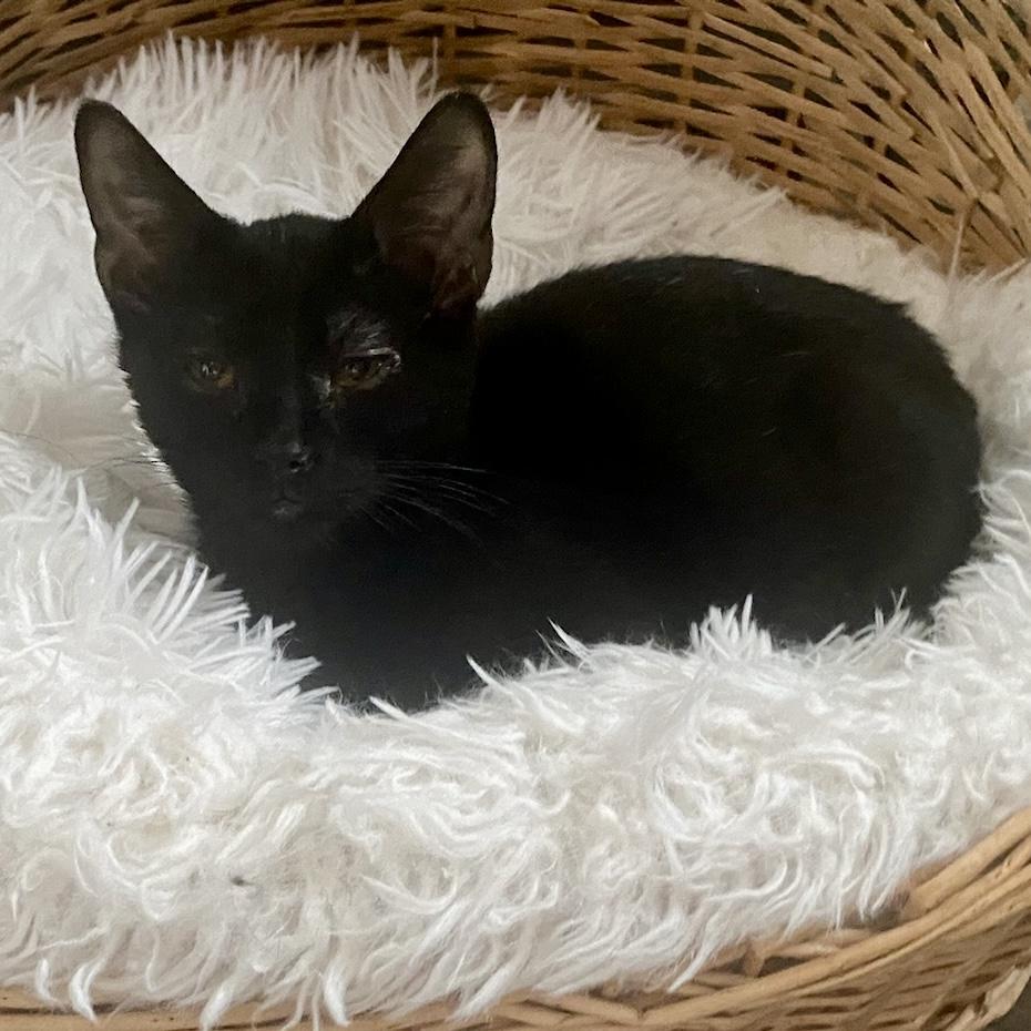 Enlarge Remi, a Adoptable mixed breed in Pocatello, ID image 6/6