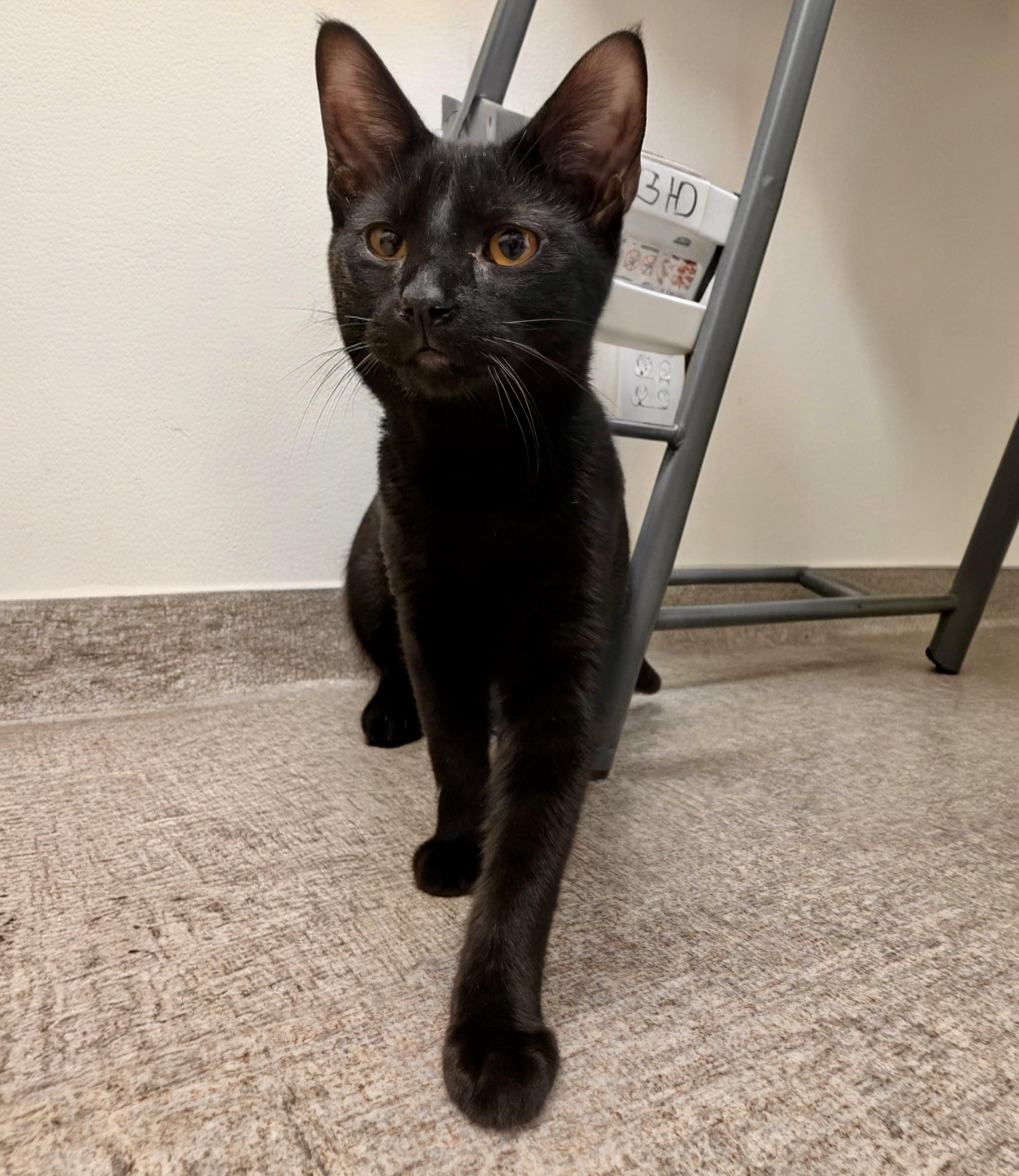 Enlarge Remi, a Adoptable mixed breed in Pocatello, ID image 1/4
