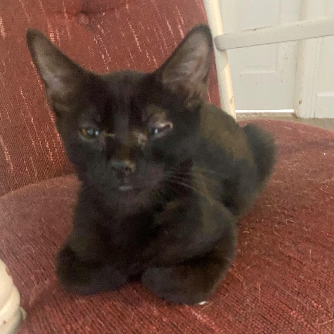 Enlarge Remi, a Adoptable mixed breed in Pocatello, ID image 5/6