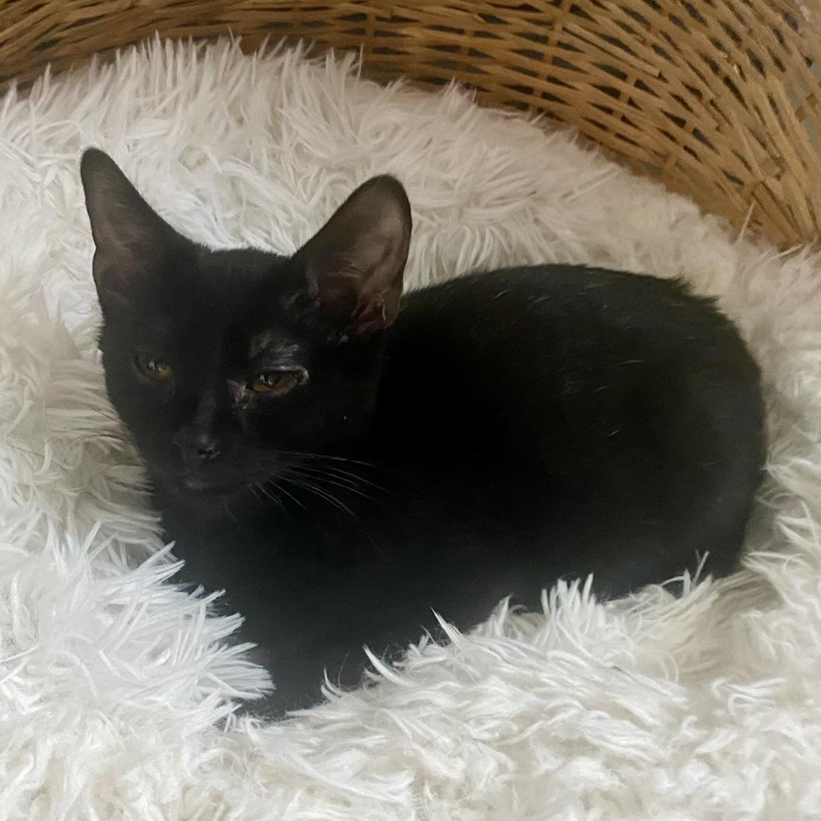 Enlarge Remi, a Adoptable mixed breed in Pocatello, ID image 3/6