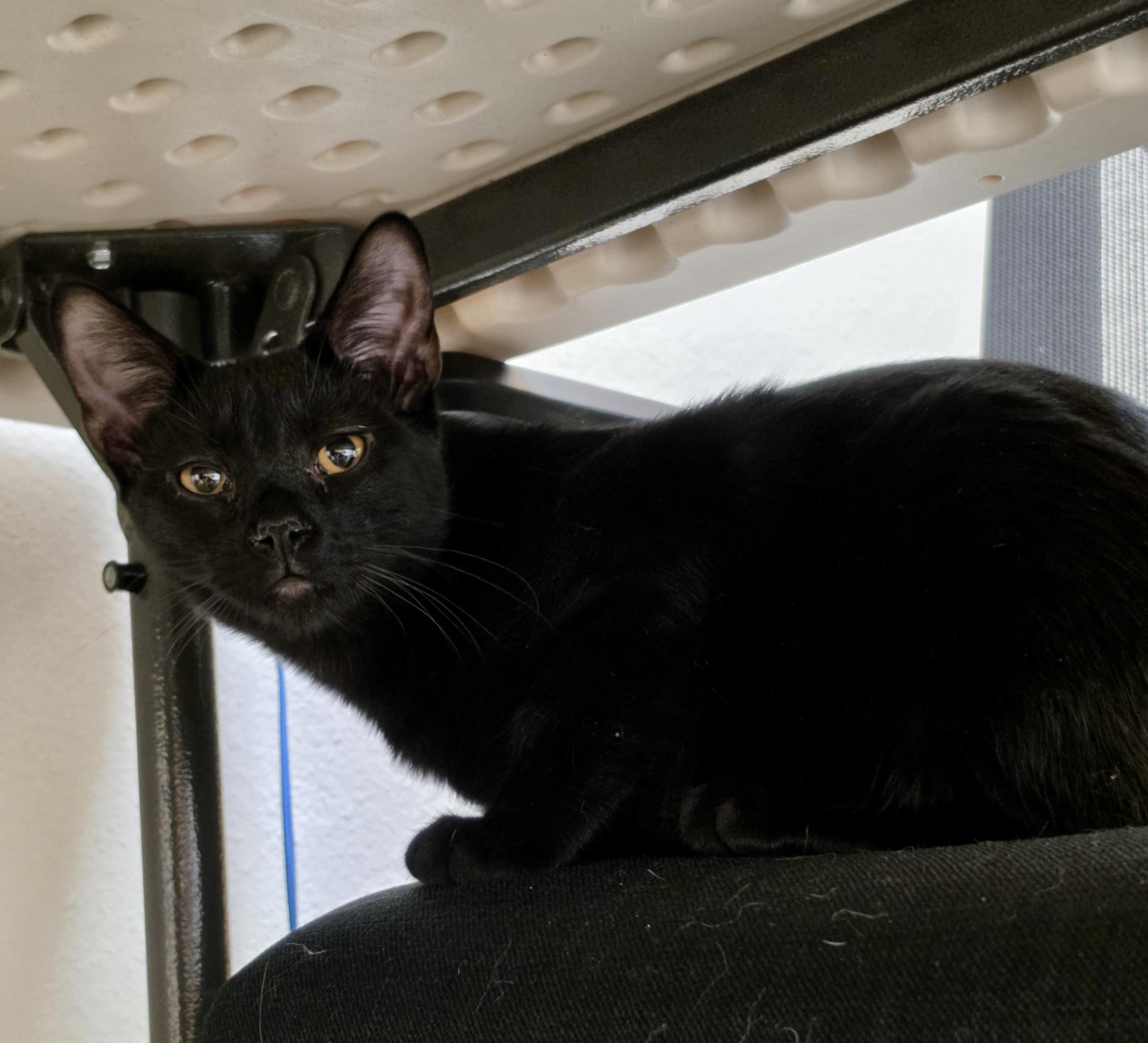 Enlarge Remi, a Adoptable mixed breed in Pocatello, ID image 4/4