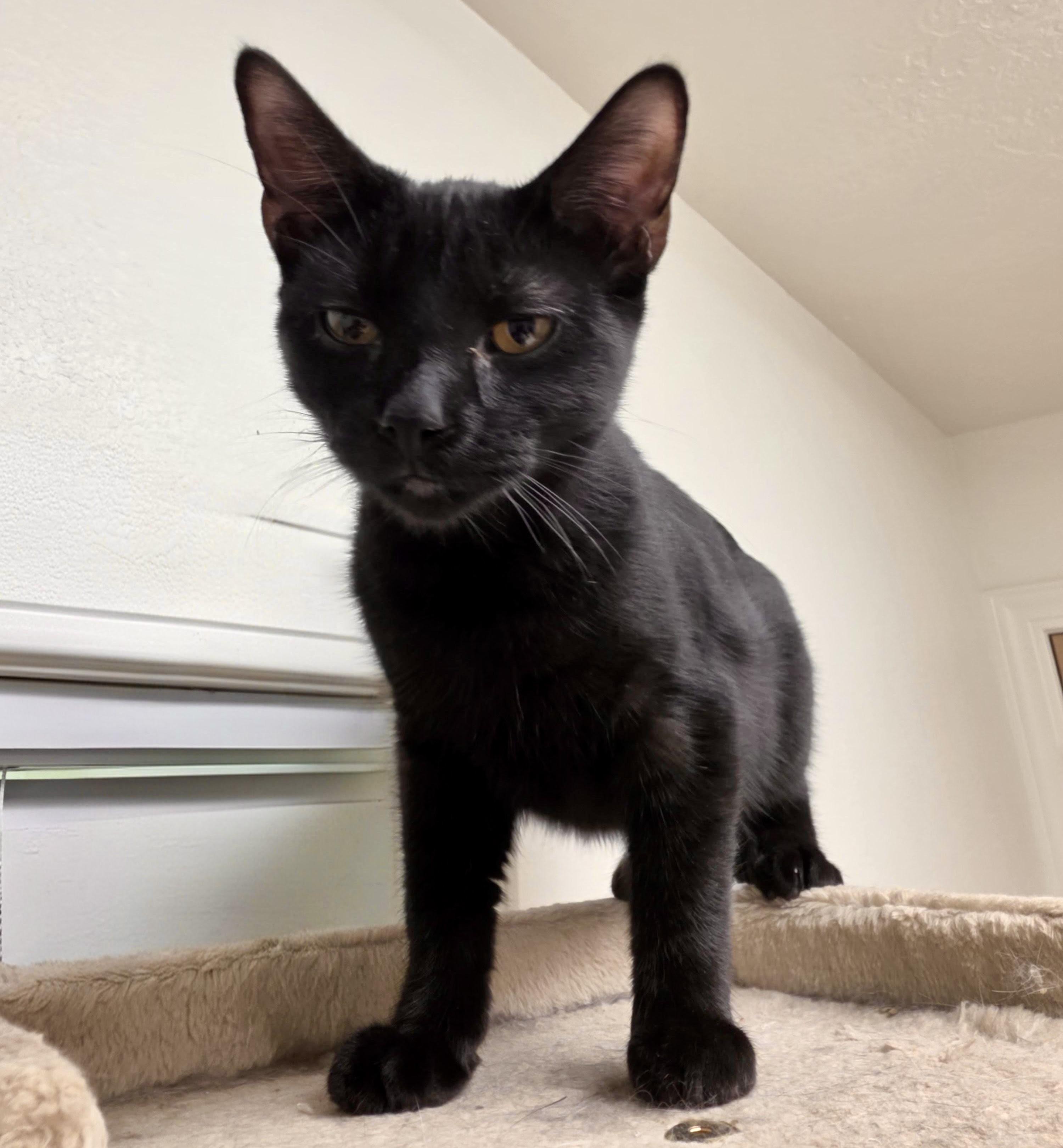 Enlarge Remi, a Adoptable mixed breed in Pocatello, ID image 3/4