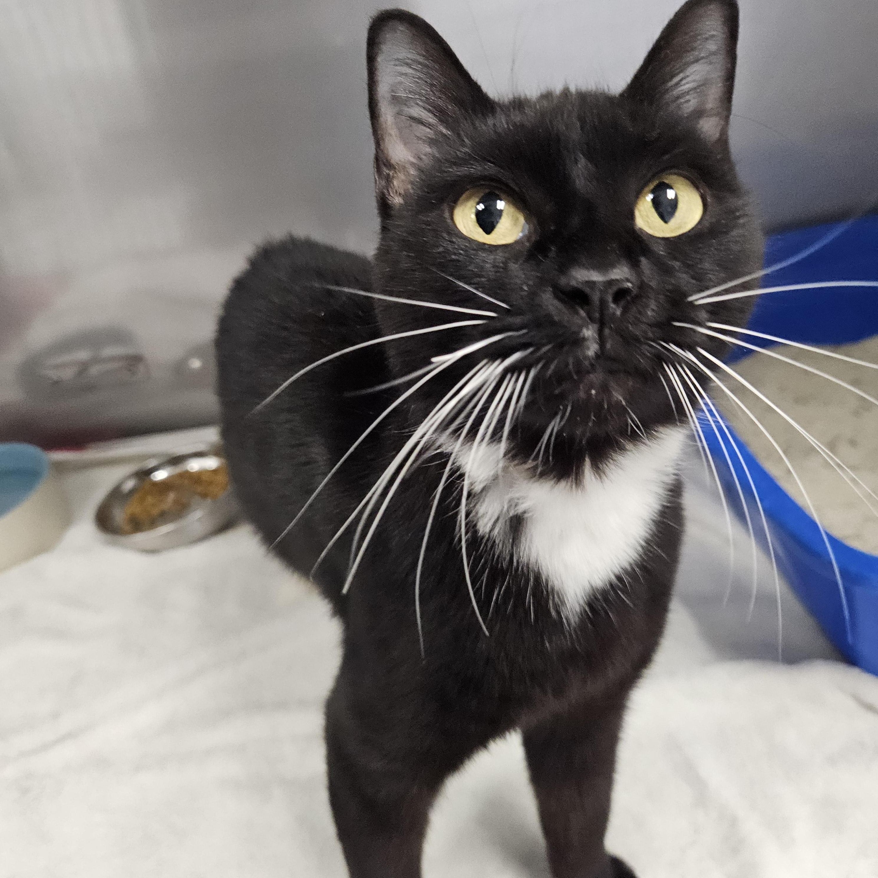 Enlarge Eclipse, a Adoptable Domestic Short Hair in Medfield, MA image 1/1
